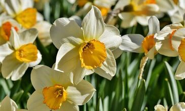 KARABURUN NERGİS FESTİVALİ TURU