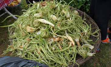 28 MART 2026 BODRUM ACI OT FESTİVALİ & SÖKE NOVADA  OUTTLET AWM  TURU